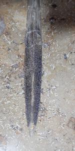 Hibolithes sp. (MONTFORT 1808) - Bild &copy; FossNet FossilienStore